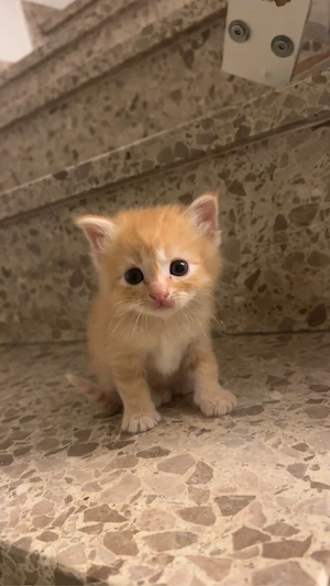 Liebevolle Babykatze sucht neues Zuhause 