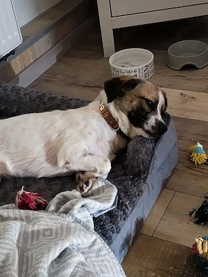 Beagle  Jack Russel Joel sucht seine Familie 