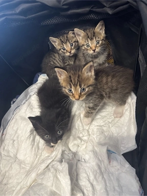 katzenbaby suchen ein neues zuhause