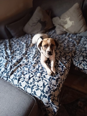 Beagle  Jack Russel Joel sucht seine Familie 