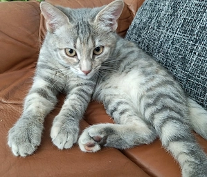 Liebevolle junge Katzen mit Herz suchen ihre Familie