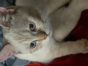 BKH Point kater