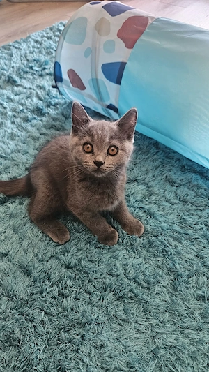  Süßer BKH-Kater sucht ein liebevolles Zuhause   