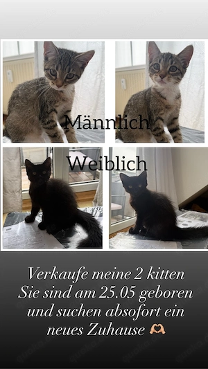 verkaufe meine 2 kitten