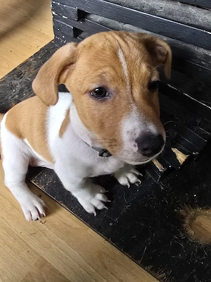 Jack Russel Welpe Buddy
