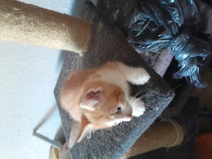 Süße katzen Kinder 