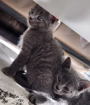 Kitten BKH abzugeben 10 Wochen jung