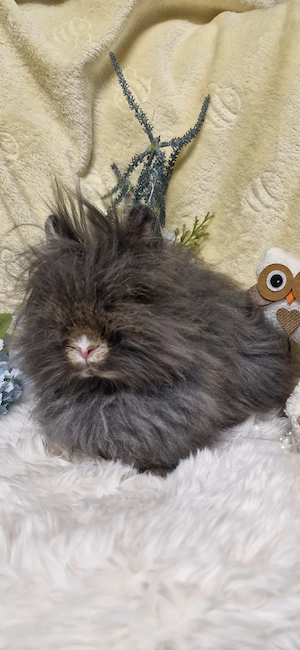 zuckersüsser Löwenkopf Teddy Zwergkaninchen 
