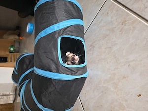 Frettchen 2 fähe 1 rüde