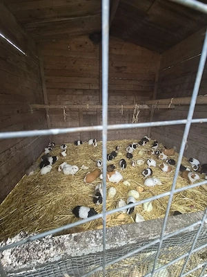 Meerschweinchen 
