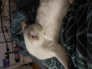 Junger Kater zu verkaufen Bild 2