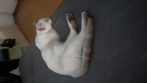 Junger Kater zu verkaufen Bild 5