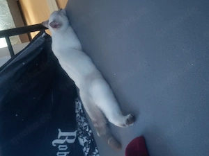 Junger Kater zu verkaufen Bild 6
