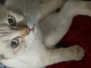 Junger Kater zu verkaufen Bild 4