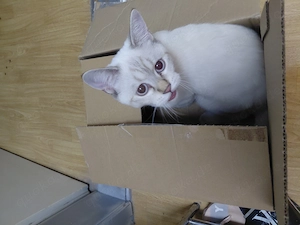Junger Kater zu verkaufen