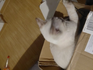 Junger Kater zu verkaufen Bild 3