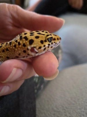 Leopardgecko männlich