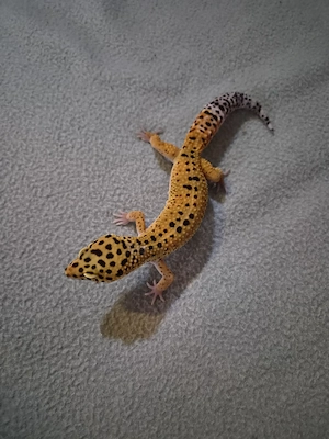 Leopardgecko männlich