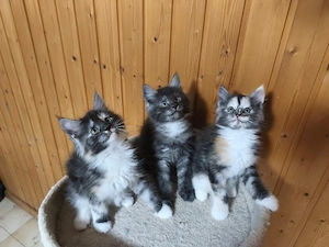 Main Coon Kitten reinrassig smoke+ dreifarbig 