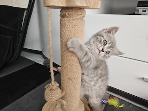 Wunderschönen BKH Kitten