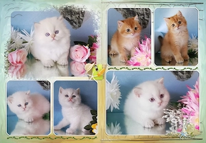Wunderschöne BKH und BLH Kitten mit Stammbaum.