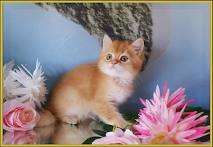 Wunderschöne BKH und BLH Kitten mit Stammbaum. Bild 4