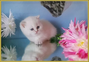 Wunderschöne BKH und BLH Kitten mit Stammbaum. Bild 5