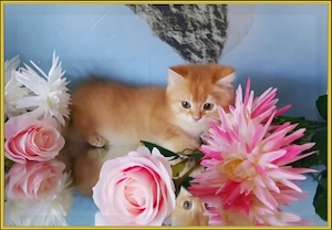 Wunderschöne BKH und BLH Kitten mit Stammbaum. Bild 3