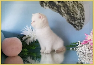 Wunderschöne BKH und BLH Kitten mit Stammbaum. Bild 11