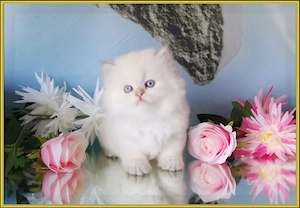 Wunderschöne BKH und BLH Kitten mit Stammbaum. Bild 8