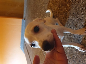 Chihuahua Chihuahua Bolonka Schätze