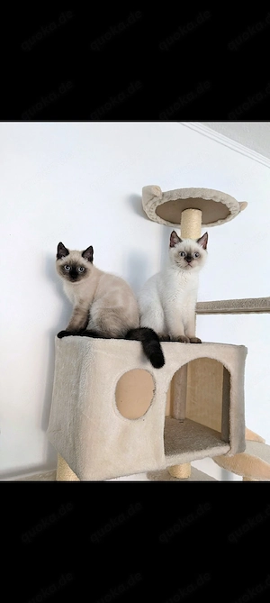 2 Süße BKH Kitten suchen einen schönes Zuhause 