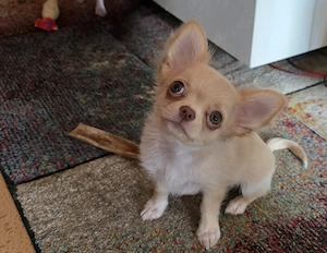 Verkaufe: Reinrassigen Langhaar Chihuahua Welpen