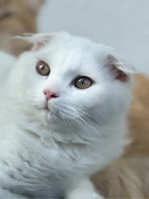 Britische Katze