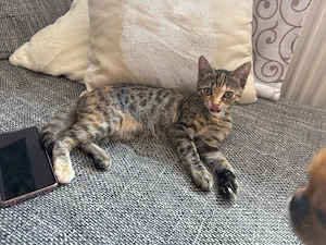Katze ( weiblich ) 