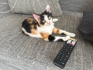 Katzen Mädels 