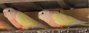 Bourkesittiche
