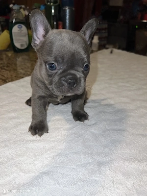 Verspielte Französische-Bulldogge-Welpen