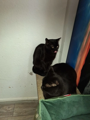 Ein Kater und eine Katze