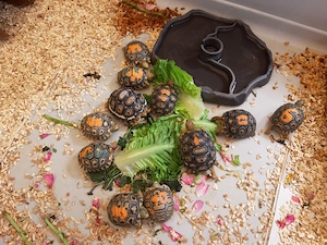 Pantherschildgröte (Stigmochelys pardalis) DNZ, 2 Monate bis 5 Jahre abzugeben
