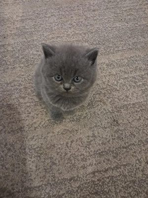 BKH kitten geboren 15.08.2026 aktuell sind die kitten noch ganz klein, neue Bilder kommen noch nach.