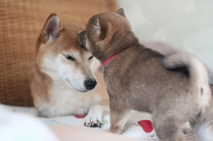 YUKI Shiba Inu  Rüde