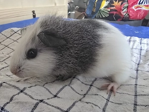 Meerschweinchen Babybock