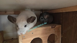 Chinchillas zur Abgabe 