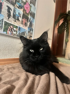 Main Coon Deckkater