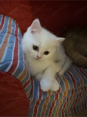 reinrassige BLH & BKH kitten
