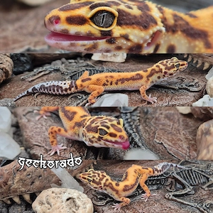 Leopardgecko Weibchen - (Red Stripe) Tremper Albino