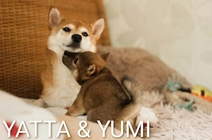 YUMI hübsche Hündin der Rasse SHIBA INU