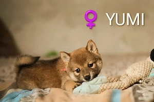 YUMI hübsche Hündin der Rasse SHIBA INU