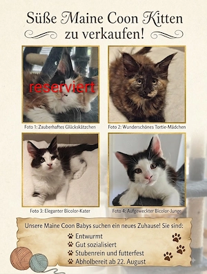 Maine Coon Kitten suchen eine liebevolle Familie 